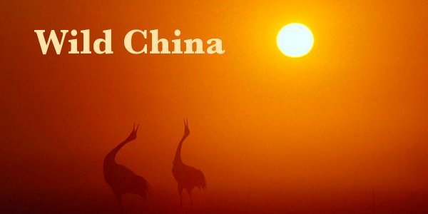 Featured Documentary: Wild China