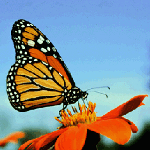 The Incredible Journey Of The Butterflies