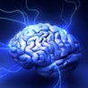 the brain a universe withing