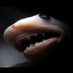 Animals in the Womb