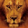 african cats
