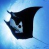 queen of mantas